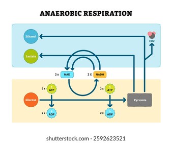 Anaerobic Respiration bio anatomical vector illustration diagram, labeled educational medical scheme, ethanol, lactate, co2, glucose, atp, pyruvate. Biological oxidation fermentation.