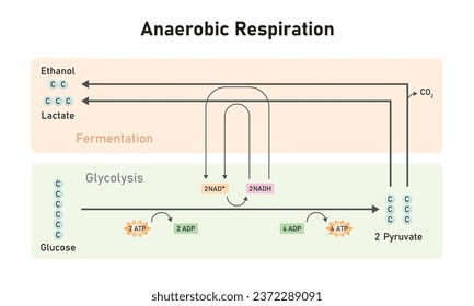 Anaerobic Respiration Scientific Design. Vector Illustration.