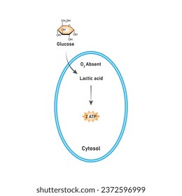 Anaerobic Respiration Scientific Design. Vector Illustration.