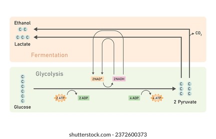 Anaerobic Respiration Scientific Design. Vector Illustration.