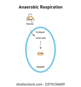 Anaerobic Respiration Scientific Design. Vector Illustration.