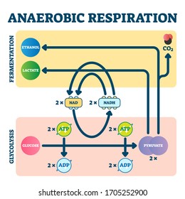 Anaerobic Respiration Vector Illustration. Glycolysis And Fermentation Scheme As Electron Transport Chain Explanation. Glucose And Pyruvate Educational Diagram. Molecular Oxygen As Energy Source Graph