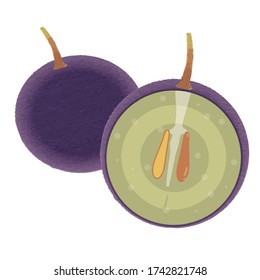 Analog touch grape cross section illustration. Muscat, polyphenol health image.