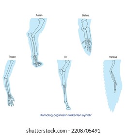 Analogous And Homologous Organs. Comparison Between The Forelimbs Of Various Vertebrates, Highlighting The Position And Homology Between Their Bones.