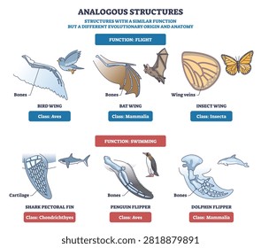 Analogous structures brief diagram compares wings and flippers, showing similar functions from different origins, highlights bird wing, bat wing, and dolphin flipper. Outline diagram