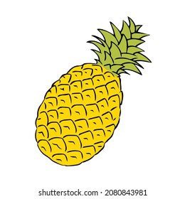 Ananas sketch illustration. Exotic delicious citrus fruit pineapple with vitamins. Vector freehand drawing. Isolated object on a white background