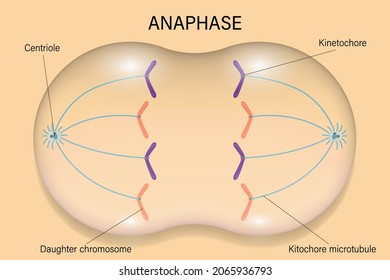 Anaphase. Cell Division. Cell Cycle.