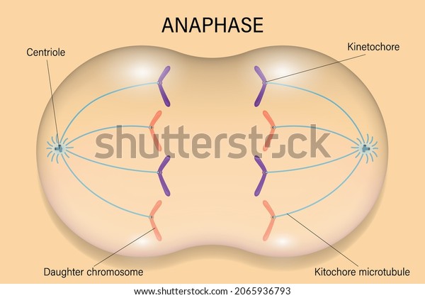 Anaphase Cell Division Cell Cycle Stock Vector (Royalty Free) 2065936793