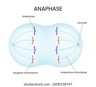 Anaphase Mitotic Stage Separated Twin Chromatids