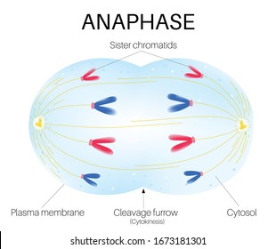 Anaphase Is The Phase Of The Cell Cycle