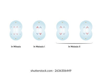 Anaphase, Third Stage of Mitosis and Meiosis Science Design. Vector Illustration.