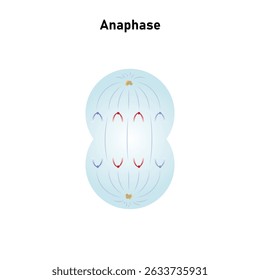 Anafase, tercera etapa del diseño de la Ciencia de la mitosis. Ilustración vectorial.