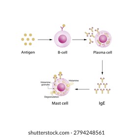 Anaphylactic reaction, allergic reaction, Autoimmune disorders, allergy and anaphylaxis. Mast cells, b cell, plasma cell and IgE antibodies are involved in Anaphylactic reaction.