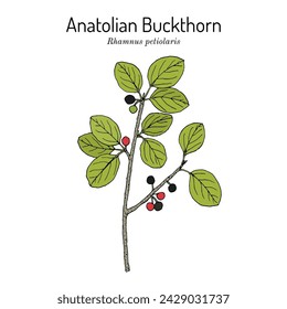 Espino amarillo anatolia (Rhamnus petiolaris), planta medicinal. Dibujado a mano ilustración vectorial botánica