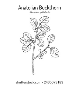 Espino amarillo anatolia (Rhamnus petiolaris), planta medicinal. Dibujado a mano ilustración vectorial botánica