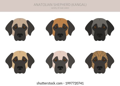 Anatolian shepherd all colours clipart. Different coat colors and poses set.  Vector illustration