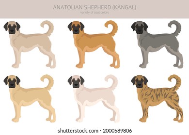 Anatolian shepherd all colours clipart. Different coat colors and poses set.  Vector illustration