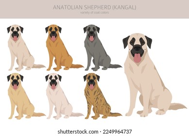 Anatolian shepherd all colours clipart. Different coat colors and poses set.  Vector illustration