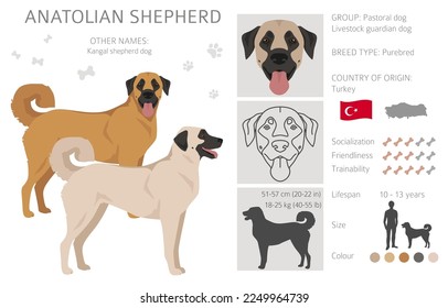 Anatolian shepherd all colours clipart. Different coat colors and poses set.  Vector illustration