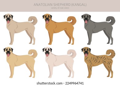 Anatolian shepherd all colours clipart. Different coat colors and poses set.  Vector illustration