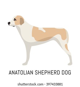 Anatolian Shepherd Dog. Dog, flat icon. Isolated on white background.