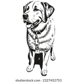 Anatolian Shepherd dog realistic pet illustration, hand drawing face black and white vector