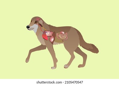 Anatomische Konstruktion des Hundes, Hund mit inneren Organen. Seitenansicht, einzelne Vektorgrafik