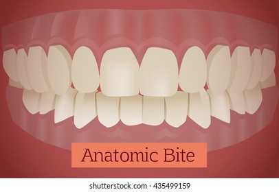 Anatomic bite concept. Medical educational image. Keep your teeth clean and healthy. Human gums with teeth close up. Orthodontic vector illustration. 