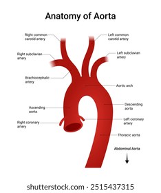 Anatomic Diagram of the Aorta