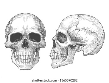 Anatomic full face skull and human skull in profile. Hand drawn illustration of anatomy .