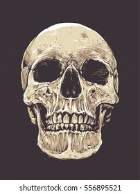 Anatomic Grunge Skull Vector Art. Detailed hand drawn illustration of skull on dark background. Colored version. Tattoo style skull art. Grunge weathered illustration.