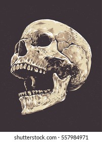 Anatomic Grunge Skull Vector Art. Detailed hand drawn illustration of skull isolated on white background. Colored version. Tattoo style skull art. Grunge weathered illustration.