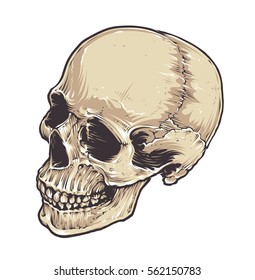 Anatomic Grunge Skull Vector Art. Detailed hand drawn illustration of skull isolated on white background. Colored version. Tattoo style skull art. Grunge weathered illustration.