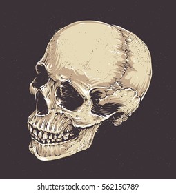 Anatomic Grunge Skull Vector Art. Detailed hand drawn illustration of skull on dark background. Colored version. Tattoo style skull art. Grunge weathered illustration.