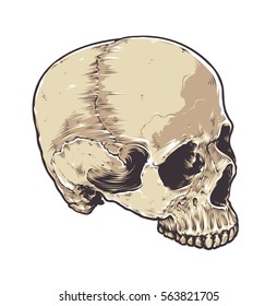 Anatomic Grunge Skull Vector Art. Detailed hand drawn illustration of skull isolated on white background. Colored version. Tattoo style skull art. Grunge weathered illustration.