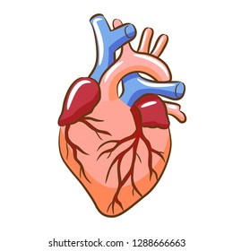 Anatomic heart vector