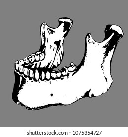 Anatomic human jaw. Bone, skeleton
