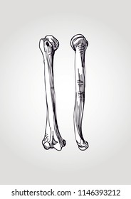 Anatomic image of the humerus
