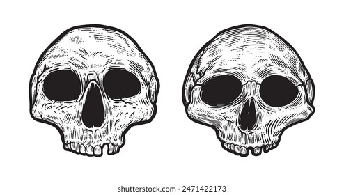Anatomic skull art. Detailed hand-drawn illustration of skull isolated on white background. Vintage engraved anatomy illustration.