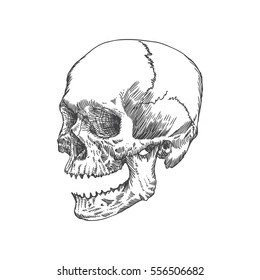 Anatomic skull with open mouth or jaw, weathered and museum quality, detailed hand drawn illustration. Vector Art. 