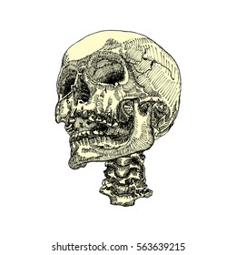 Anatomic skull with open mouth or jaw, weathered and museum quality, detailed hand drawn illustration. Vector Art. 