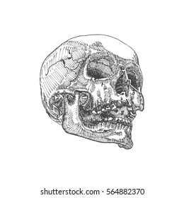 Anatomic skull with open mouth or jaw, weathered and museum quality, detailed hand drawn illustration. Vector Art. 