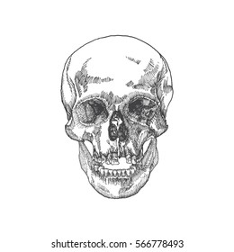 Anatomic skull with open mouth or jaw, weathered and museum quality, detailed hand drawn illustration. Vector Art. 