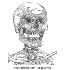 Anatomic skull with open mouth or jaw, weathered and museum quality, detailed hand drawn illustration. Vector Art. 