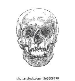 Anatomic skull with open mouth or jaw, weathered and museum quality, detailed hand drawn illustration. Vector Art. 
