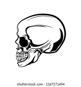 Anatomic Skull Vector Art. Detailed hand-drawn illustration of skull. Grunge weathered illustration. - Vector 