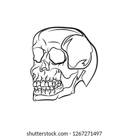 Anatomic Skull Vector Art. Detailed hand-drawn illustration of skull. Grunge weathered illustration. - Vector 