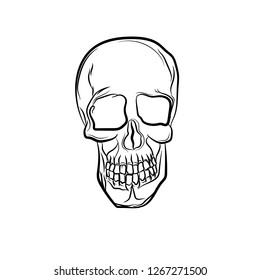 Anatomic Skull Vector Art. Detailed hand-drawn illustration of skull. Grunge weathered illustration. - Vector 