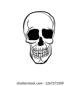 Anatomic Skull Vector Art. Detailed hand-drawn illustration of skull. Grunge weathered illustration. - Vector 