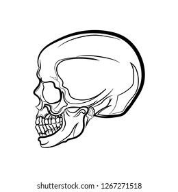 Anatomic Skull Vector Art. Detailed hand-drawn illustration of skull. Grunge weathered illustration. - Vector 